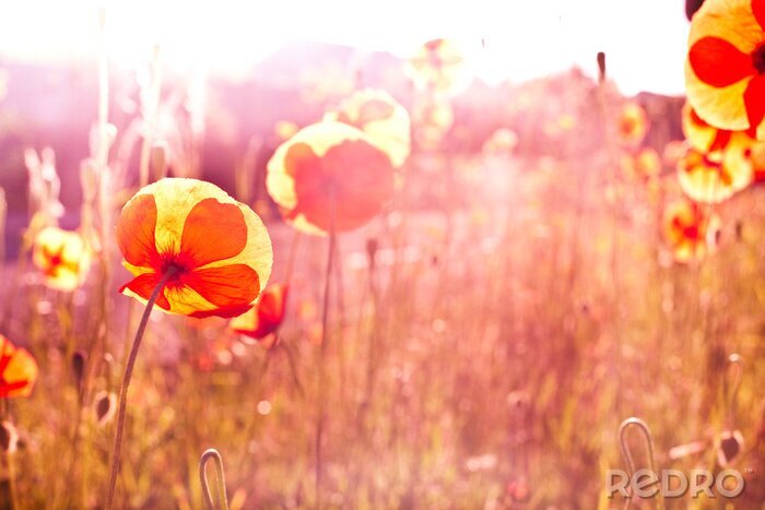 Canvas Zonnige dag en natuur