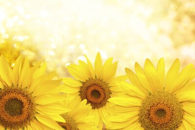 Zonnige gele zonnebloemen