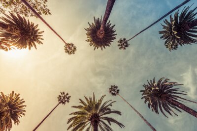 Canvas Zonnige palmbomen in Los Angeles