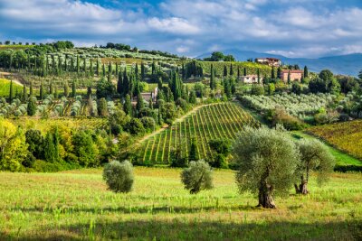 Zonnige Toscaanse wijngaard