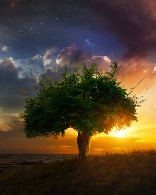Zonsondergang achter een boom