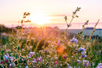 Canvas Zonsondergang boven een bloemenweide