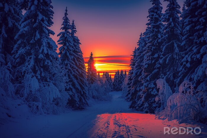 Canvas Zonsondergang gezien vanuit het winterbos