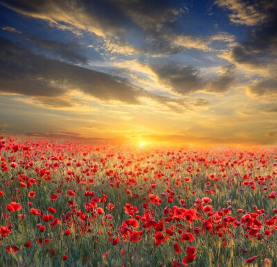Zonsondergang, hemel en rode bloemen