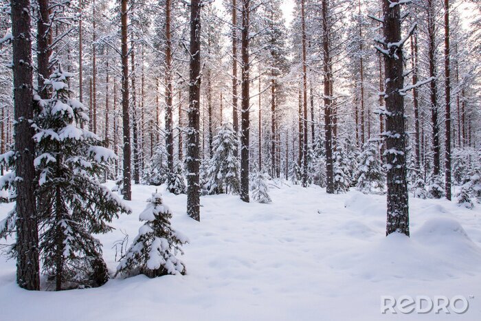 Canvas Zonsondergang in het winterbos