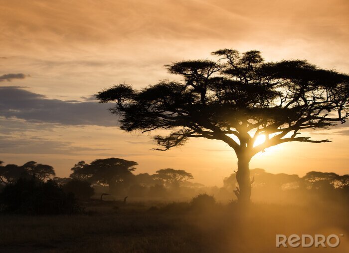 Canvas Zonsondergang op de Afrikaanse savanne