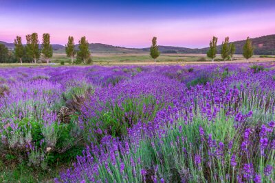 Canvas Zonsondergang over een zomer Lavendel veld in Tihany, Hongarije