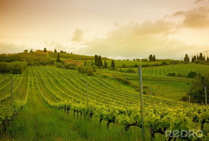 Canvas Zonsopgang boven de wijngaarden, Toscane, Italië