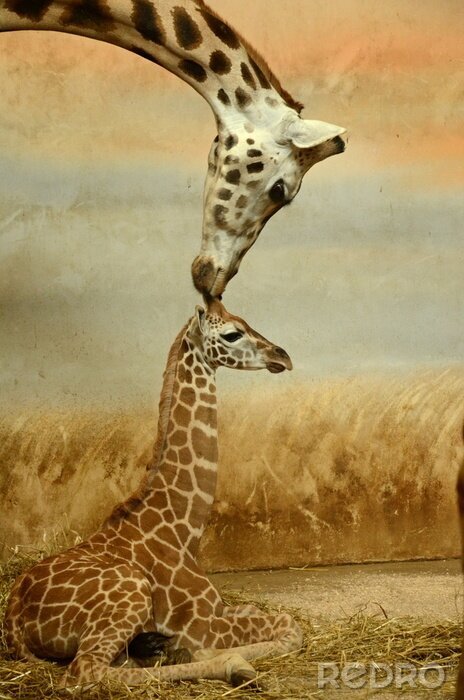 Canvas Zorgzame giraf en kleintjes
