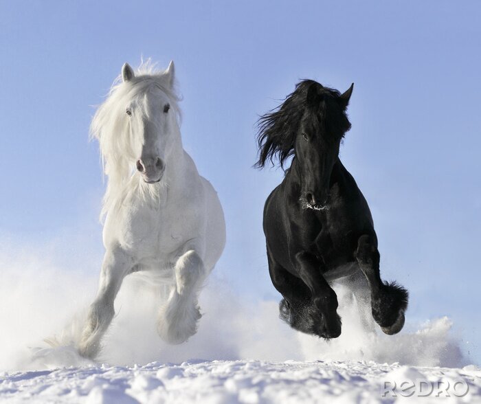 Canvas Zwart en wit paard