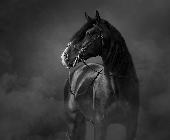 Canvas Zwart paard in de mist