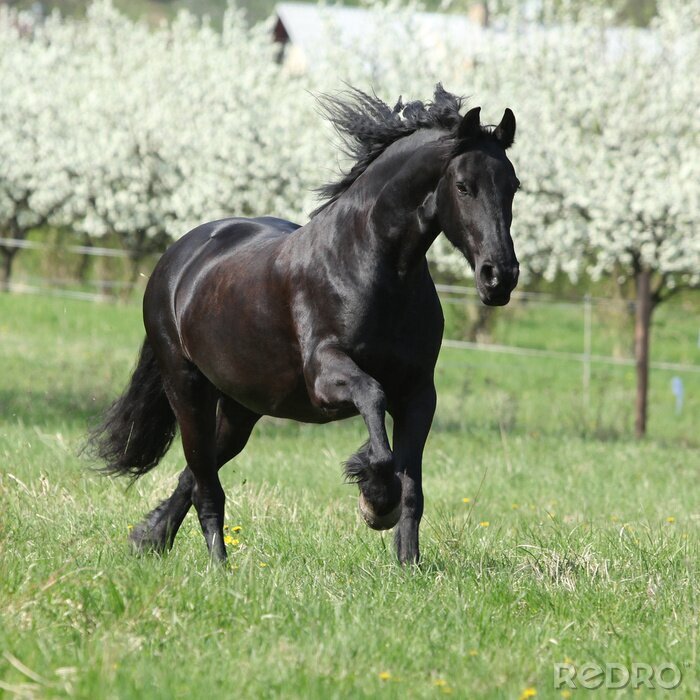 Canvas Zwart paard op de achtergrond van bomen