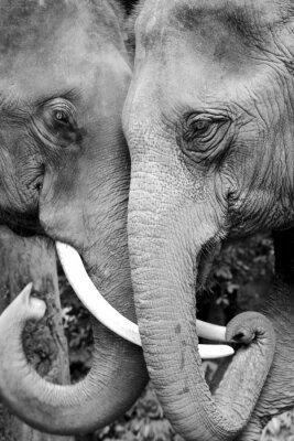 zwart-wit foto van twee olifanten