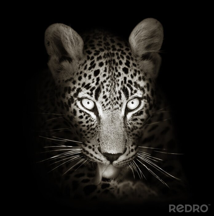 Canvas Zwart-wit luipaard