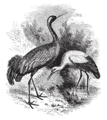 Canvas Zwart-wit motief met een ooievaar en een kraanvogel