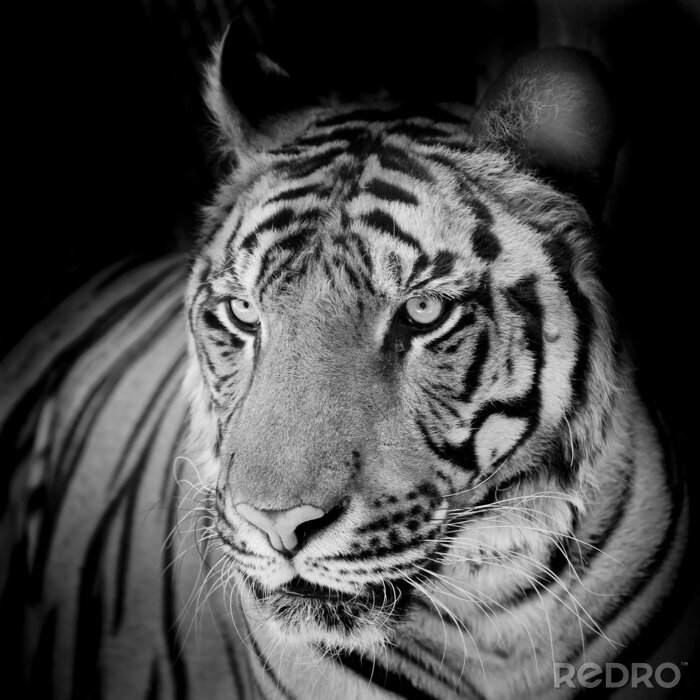 Canvas Zwart-wit motief met een tijger