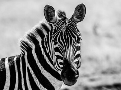 Canvas Zwart-wit patroon met een zebra