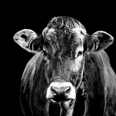 Zwart-wit portret van een koe