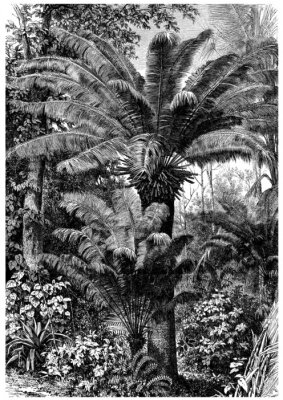 Zwart-wit tekening van de jungle