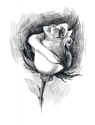 Zwart-wit tekening van een roos