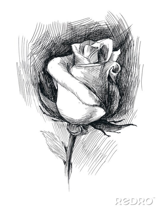 Canvas Zwart-wit tekening van een roos