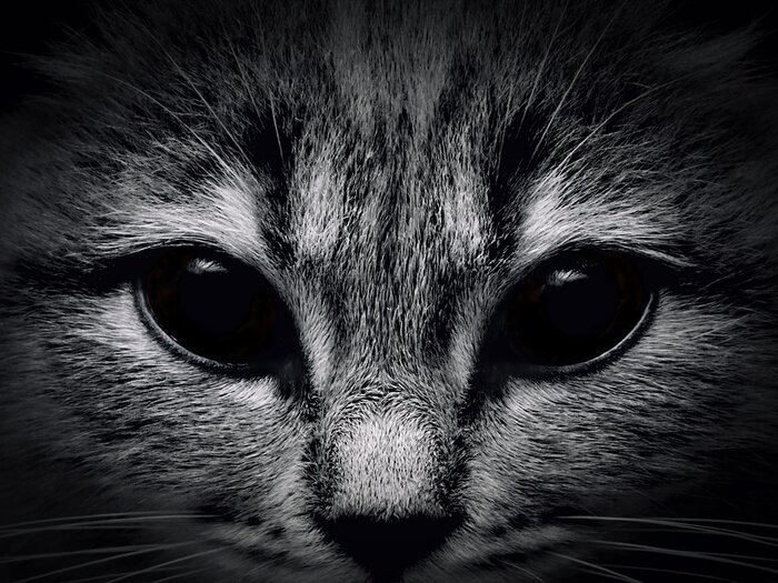 Canvas Zwart-wit thema met een kat