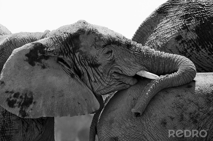 Canvas Zwart-wit thema met olifanten