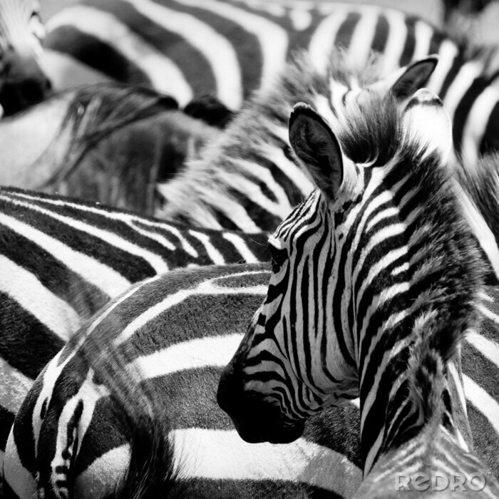 Canvas Zwart-wit zebra foto