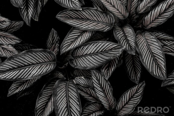 Canvas Zwart-witte bladeren van een wilde plant