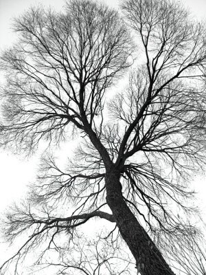 Canvas Zwart-witte boom tegen de lucht