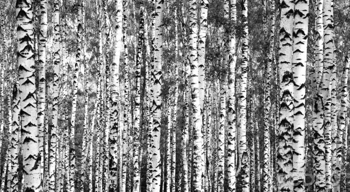 Canvas Zwart-witte dense berken