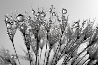 Canvas Zwart-witte paardenbloem zaden