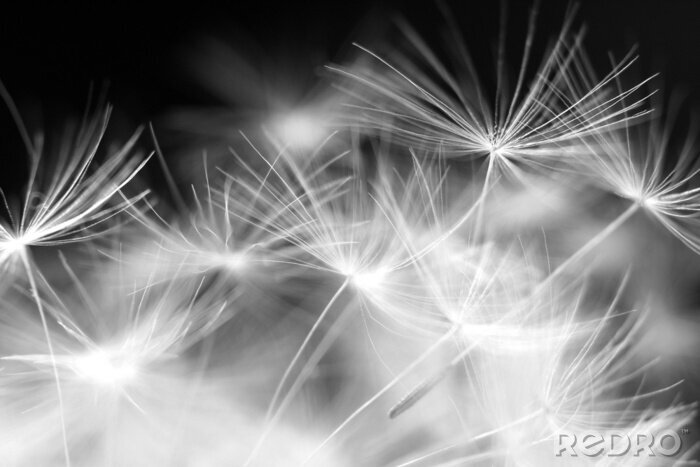 Canvas Zwart-witte paardenbloemzaden