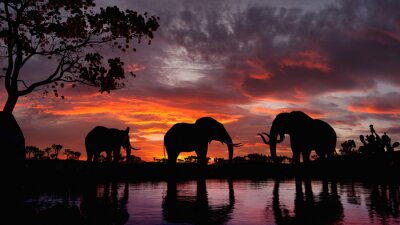 Zwarte beelden van olifanten