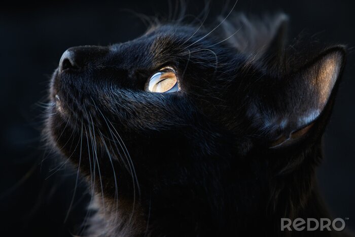 Canvas Zwarte kat in profiel