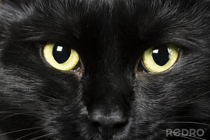 Canvas Zwarte kat met gele ogen