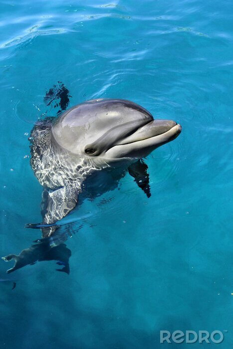 Canvas Zwemmen dolfijn