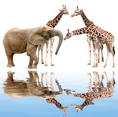 Fotobehang 3D Afrikaanse dieren