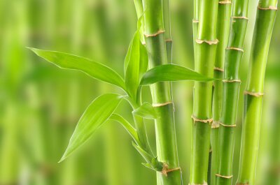Fotobehang 3D bamboe in bloei