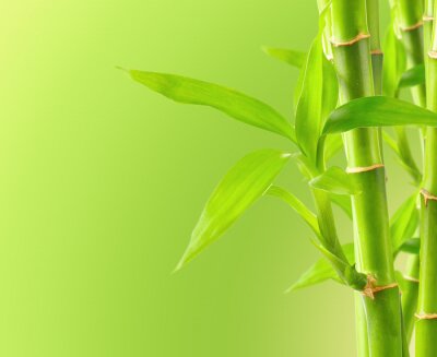 Fotobehang 3D bamboe op groene achtergrond