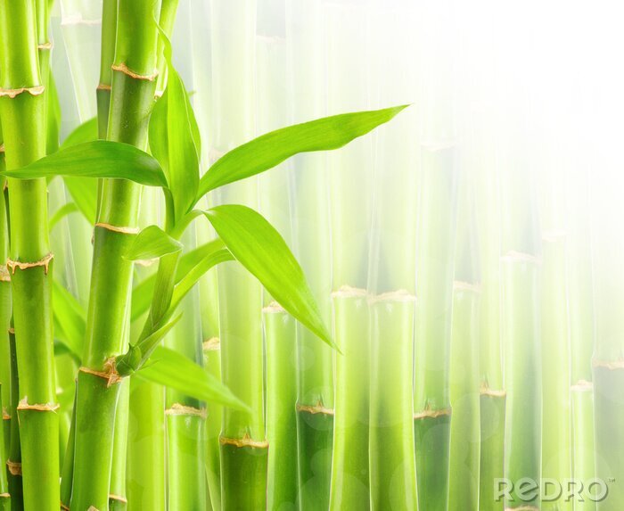 Fotobehang 3D Bamboe op groene achtergrond