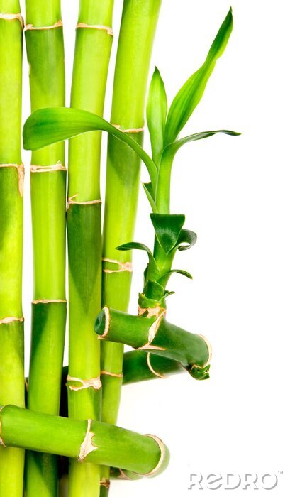 Fotobehang 3D bamboe op witte achtergrond