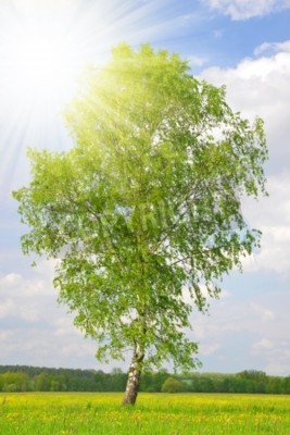 Fotobehang 3D berkenboom in de zon