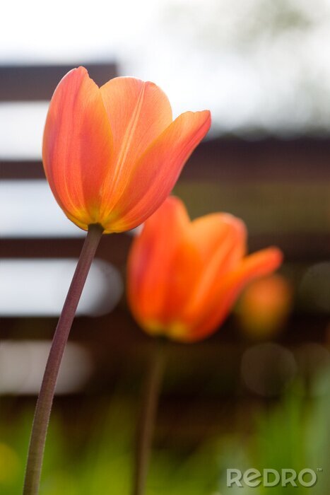 Fotobehang 3D bloemen in oranje kleur