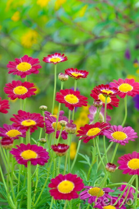 Fotobehang 3D bloemen met rode bloemblaadjes