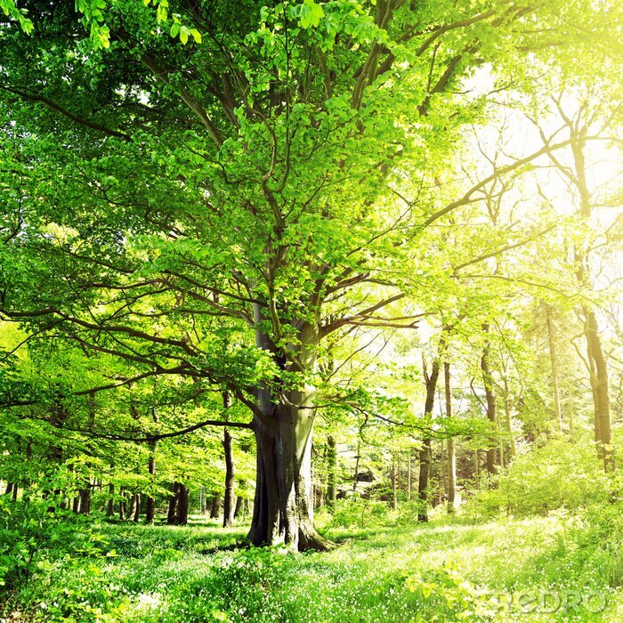 Fotobehang 3D bomen in een bos