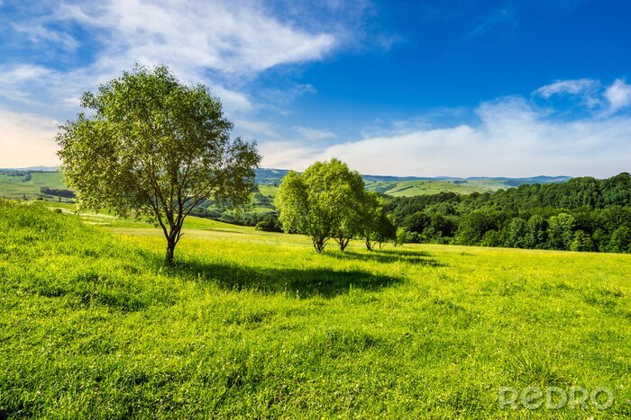 Fotobehang 3D bomen in een veld