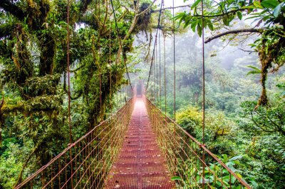 Fotobehang 3D brug in een regenwoud