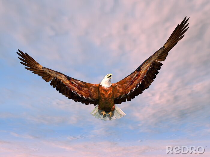 Fotobehang 3d dieren vliegende adelaar