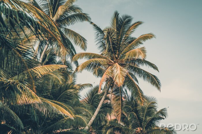 Fotobehang 3D exotische palmbomen
